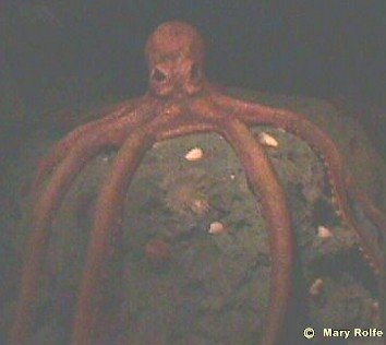Sea Castle Octopus