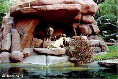 Lions' Den