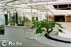 conveyor and hanging plants