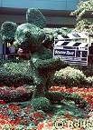 Mickey Mouse topiary